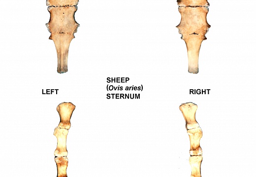 Sternum