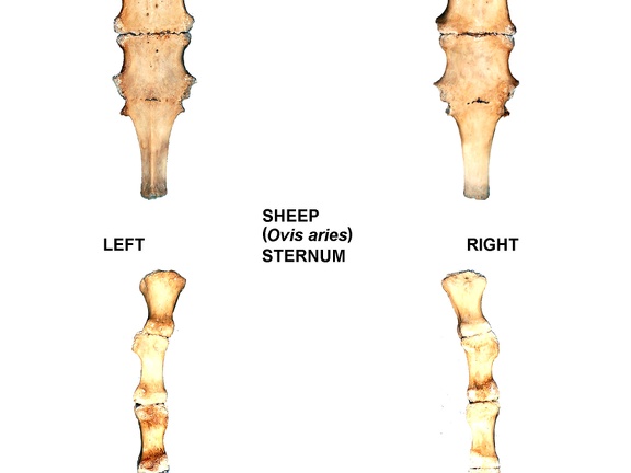 Sternum (24282 visites) Sternum de mouton (Ovis aries)Auteur photo : Albert Fischer - Date : 27/04/2014Pour plus d'infor... Sternum