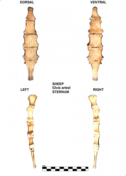 Ovis-Sternum.jpg