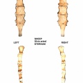 Ovis-Sternum.jpg