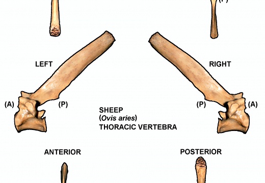 Thoracic vertebra