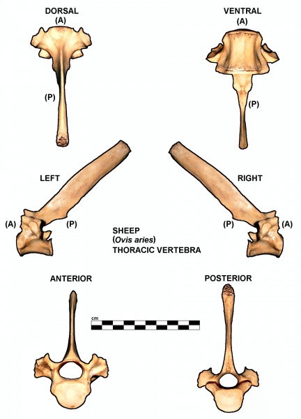 Ovis-Thoracic-Vertebra.jpg