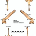 Ovis-Thoracic-Vertebra.jpg