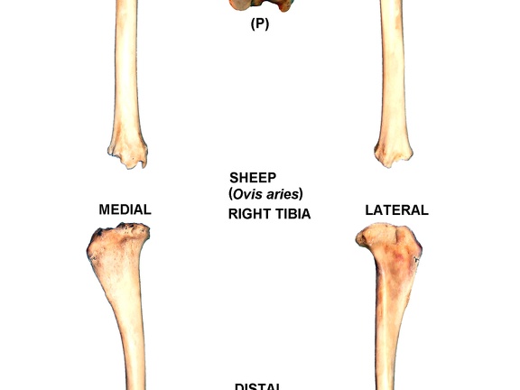 Tibia droit (27555 visites) Tibia droit de mouton (Ovis aries)Auteur photo : Albert Fischer - Date : 27/04/2014Pour plus d'i... Tibia droit