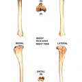 Ovis-Tibia-Right.jpg