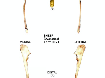 Ulna gauche (25016 visites) Ulna gauche de mouton (Ovis aries)Auteur photo : Albert Fischer - Date : 27/04/2014Pour plus d'i... Ulna gauche