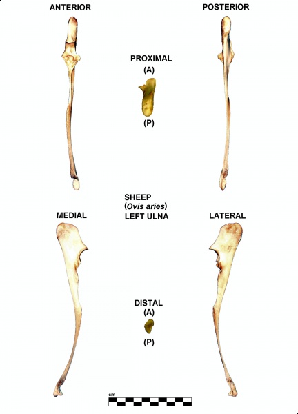 Ovis-Ulna-Left.jpg