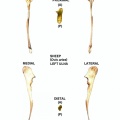 Ulna gauche