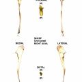 Ulna droite (24809 visites) Ulna droite de mouton (Ovis aries)Auteur photo : Albert Fischer - Date : 27/04/2014Pour plus d'i... Ulna droite