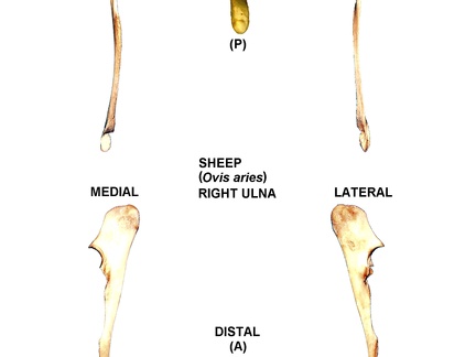 Ulna droite (24486 visites) Ulna droite de mouton (Ovis aries)Auteur photo : Albert Fischer - Date : 27/04/2014Pour plus d'i... Ulna droite