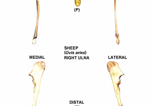 Ulna derecha