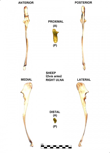 Ovis-Ulna-Right.jpg