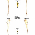Ovis-Ulna-Right.jpg