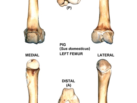 Left femur