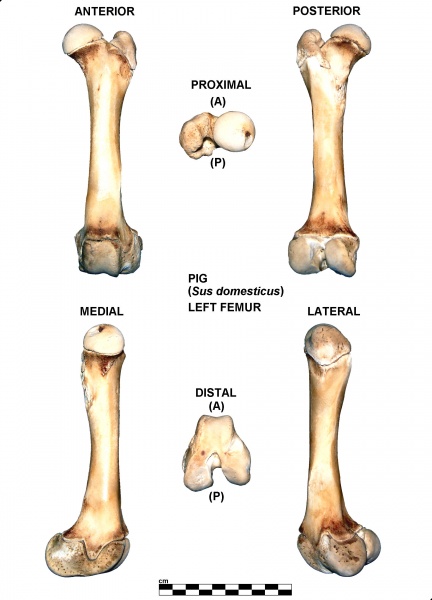 Sus-domesticus-Femur-Left.jpg