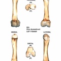 Sus-domesticus-Femur-Left.jpg