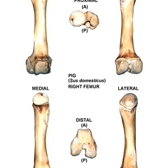 Fémur droit