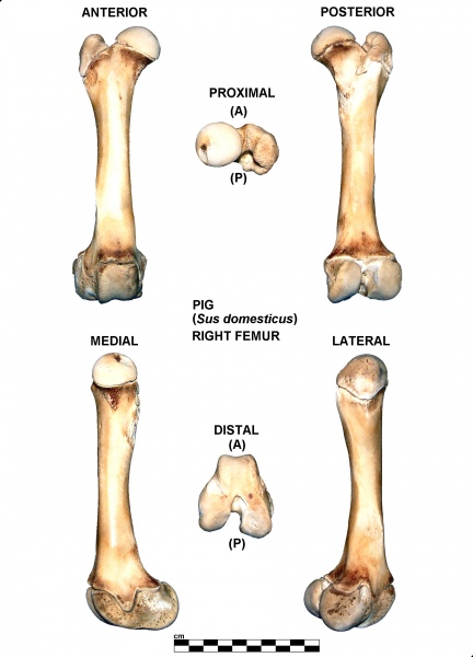 Sus-domesticus-Femur-Right.jpg