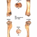 Sus-domesticus-Tibia-Left.jpg