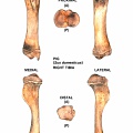Tibia derecho (24502 visitas) Tibia derecho de cerdo (Sus domesticus)Autor de la imagen : Albert Fischer - Fecha : 27/04/2014.Para... Tibia derecho