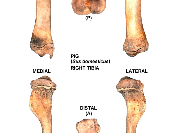 Tibia droit (24502 visites) Tibia droit de cochon (Sus domesticus)Auteur photo : Albert Fischer - Date : 27/04/2014Pour plus d&#... Tibia droit