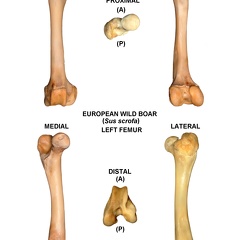 Left femur