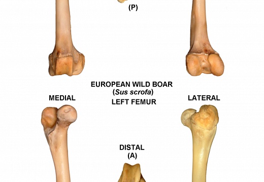 Left femur