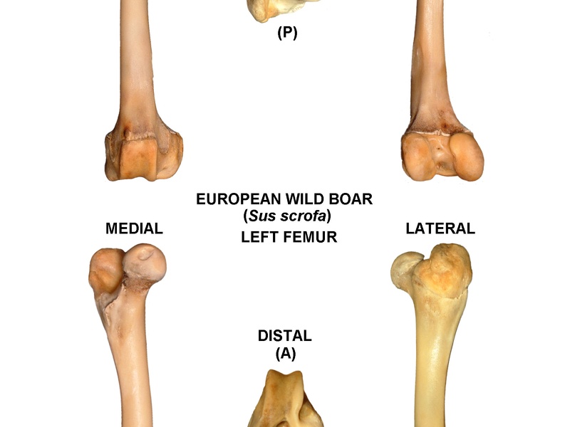 Left femur