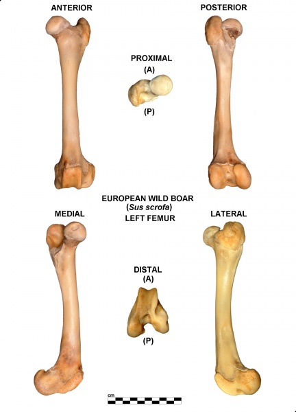 Sus-scrofa-Femur-Left.jpg