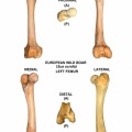 Sus-scrofa-Femur-Left.jpg