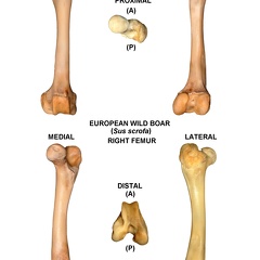 Fémur droit