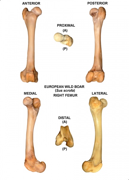 Sus-scrofa-Femur-Right.jpg