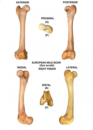 Fémur droit