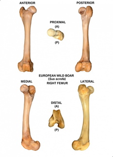 Fémur droit
