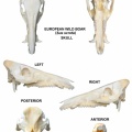 Sus-scrofa-Skull.jpg