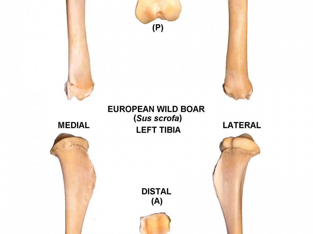 Tibia gauche (21740 visites) Tibia gauche de sanglier (Sus scrofa)Auteur photo : Albert Fischer - Date : 27/04/2014Pour plus d... Tibia gauche