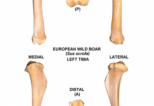 Left tibia