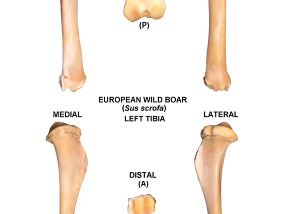Tibia gauche (21739 visites) Tibia gauche de sanglier (Sus scrofa)Auteur photo : Albert Fischer - Date : 27/04/2014Pour plus d... Tibia gauche