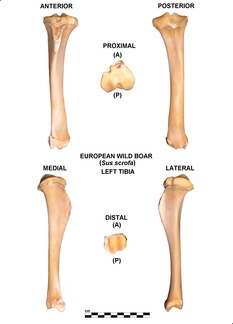 Tibia gauche
