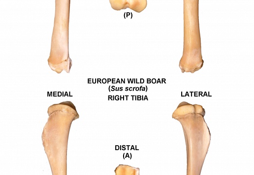 Tibia droit (23153 visites) Tibia droit de sanglier (Sus scrofa)Auteur photo : Albert Fischer - Date : 27/04/2014Pour plus d'... Tibia droit