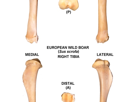 Tibia droit (23183 visites) Tibia droit de sanglier (Sus scrofa)Auteur photo : Albert Fischer - Date : 27/04/2014Pour plus d'... Tibia droit