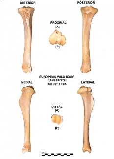 Tibia derecho