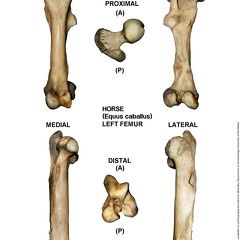 Equus-caballus Femur Left