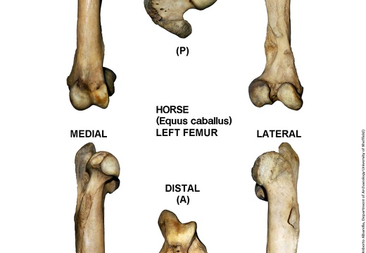 Equus-caballus Femur Left