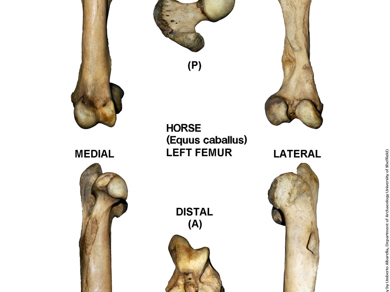 Equus-caballus Femur Left