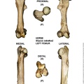 Equus-caballus_Femur_Left.jpg