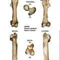 Equus-caballus Femur Right (12954 visites) Equus-caballus Femur Right