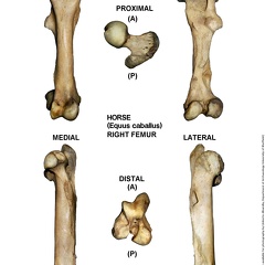Equus-caballus Femur Right (12957 visites) Equus-caballus Femur Right