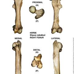 Equus-caballus Femur Right