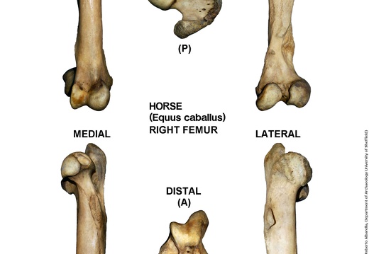 Equus-caballus Femur Right